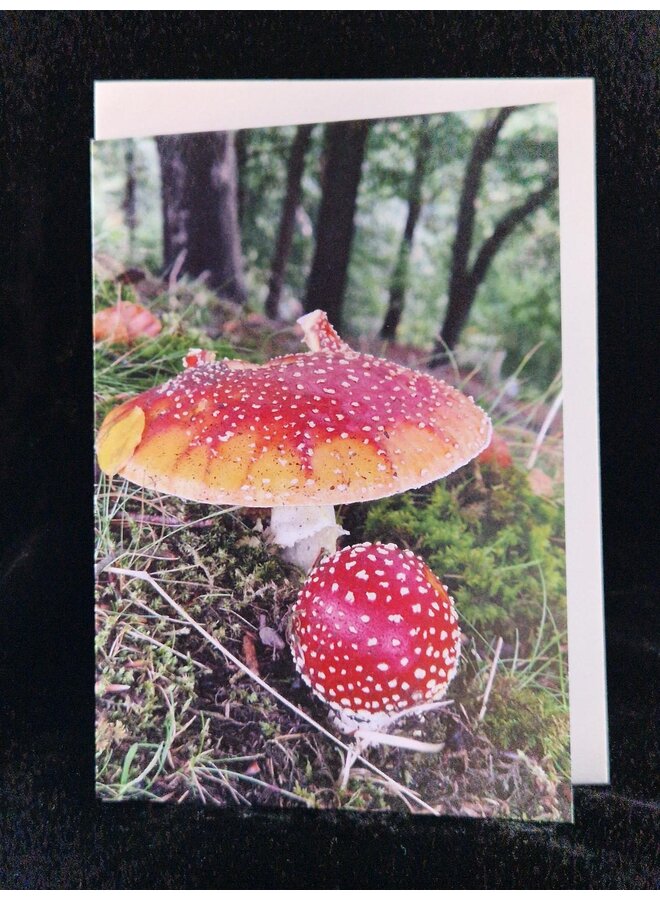 Fly Agaric 1 Photo Art Card by Sue Wardell 07
