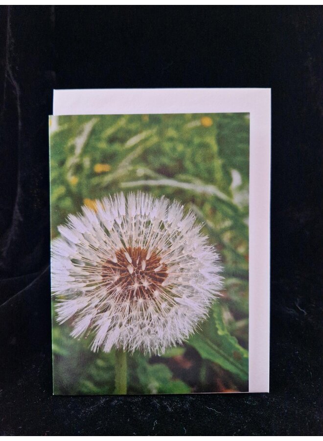 Carte artistique photographique représentant un pissenlit, par Sue Wardell 04