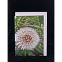 Single Dandelion Photo Art Card by Sue Wardell 04