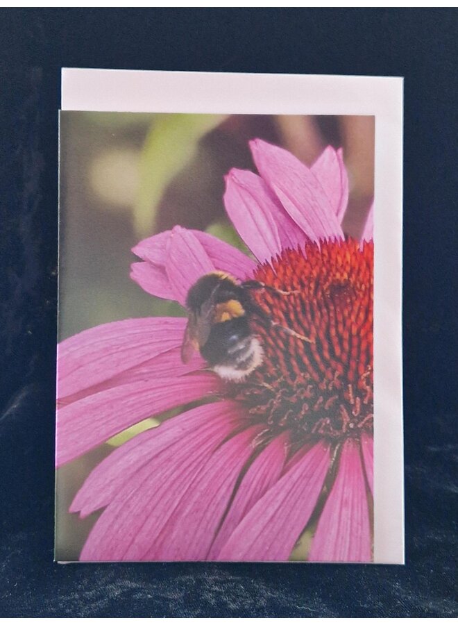 Tarjeta artística fotográfica de equinácea con abejas succionando, de Sue Wardell 03