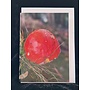 Fly Agaric Photo Art Card by Sue Wardell 02