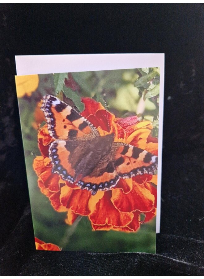 Tarjeta fotográfica con diseño de carey pequeño sobre fondo color caléndula, de Sue Wardell 09