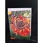 Small Tortoiseshell on Marigold Photo Art Card by Sue Wardell 09