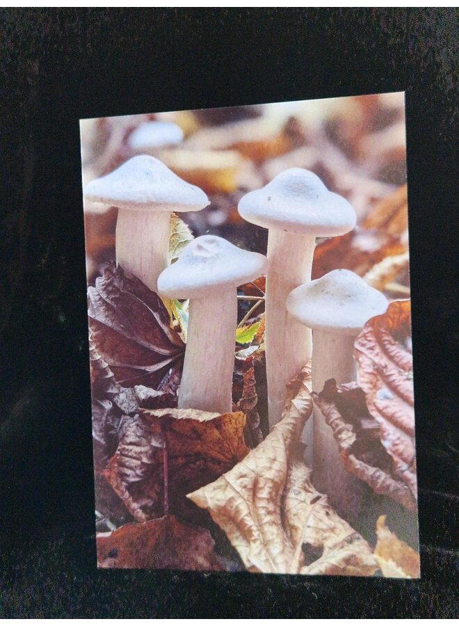 King Oysters Photo Art Card by Sue Wardell 01