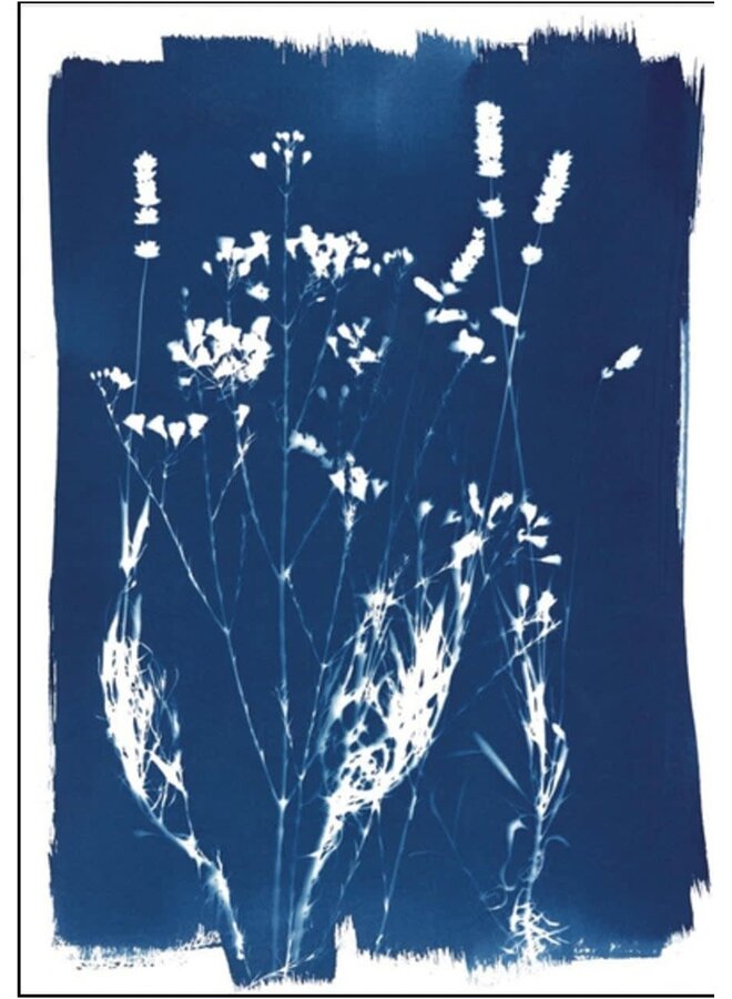 Grasses and Seeds  Cyanotype Giclee Print 18