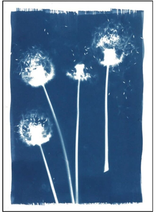 Seed Heads   Cyanotype Giclee Print 17