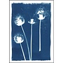Seed Heads   Cyanotype Giclee Print 17