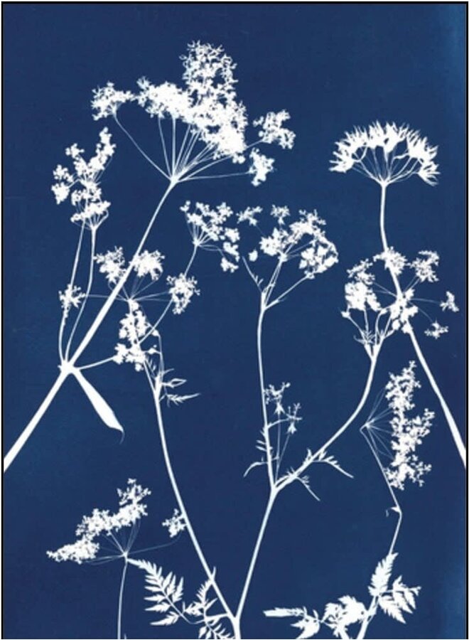 Doldenblütler Cyanotypie-Giclée-Druck 16