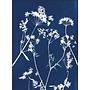 Umbellifers  Cyanotype Giclee Print 16
