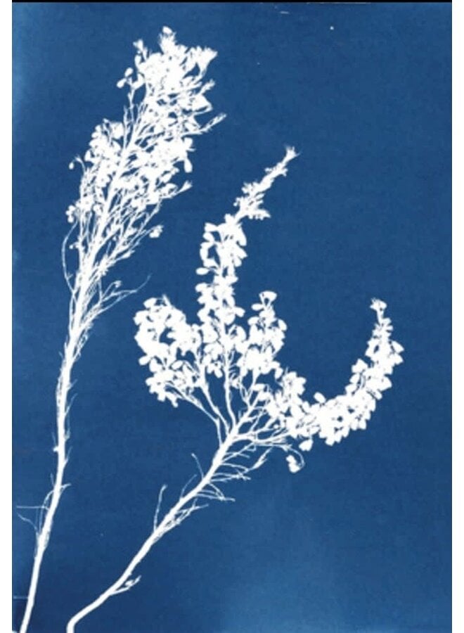 Seeded Floral  Cyanotype Giclee Print 15