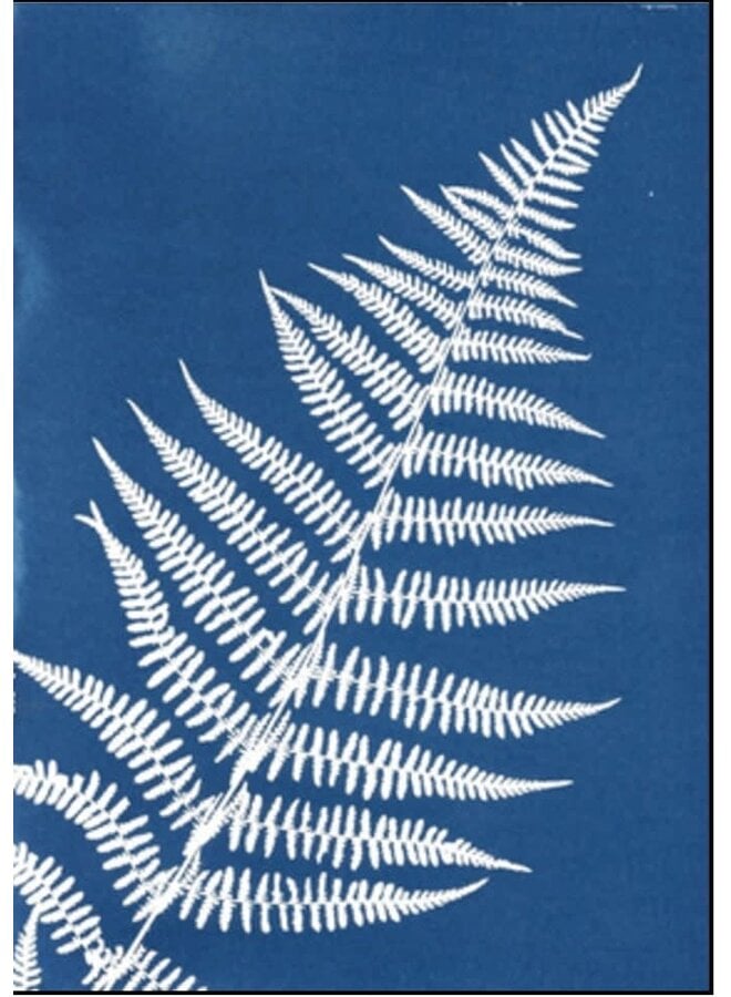 Fern  Cyanotype Giclee Print 14