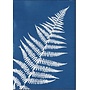 Fern  Cyanotype Giclee Print 14