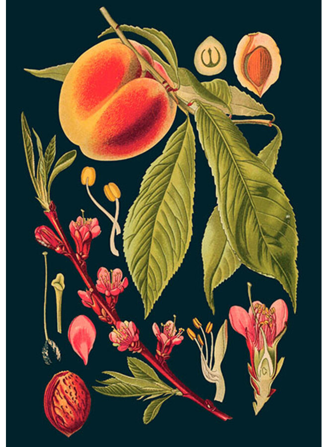 Peach Vintage Collection Card