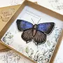Purple Hairstreak Butterfly Embroidered boxed Brooch 160