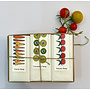 Garden Harvest Soap Gift Set 33