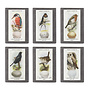 Olive Mini Soap Retro British Birds 30 (singles)