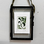 Green Sprig Drypoint  4/ 5