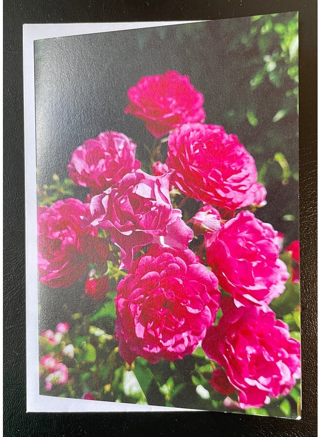Pink Roses Photo Art by Sue Wardell