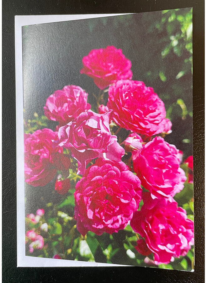Pink Roses Photo Art by Sue Wardell