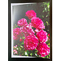 Pink Roses Photo Art by Sue Wardell