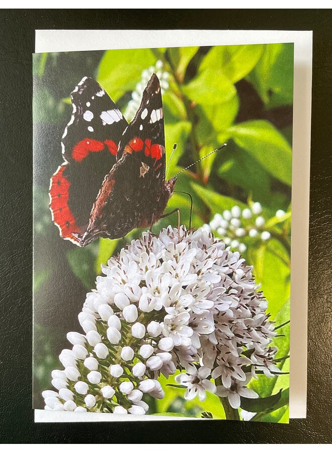 Red Admiral Butterfly Photo Art by Sue Wardell