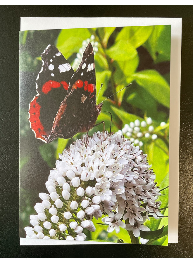 Red Admiral Butterfly Photo Art by Sue Wardell