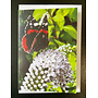 Red Admiral Butterfly Photo Art by Sue Wardell