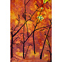 Forest Fire
