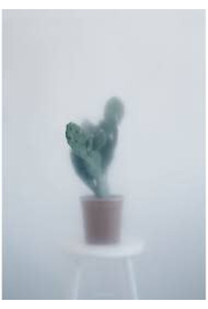 Botanic postcard - cactus I