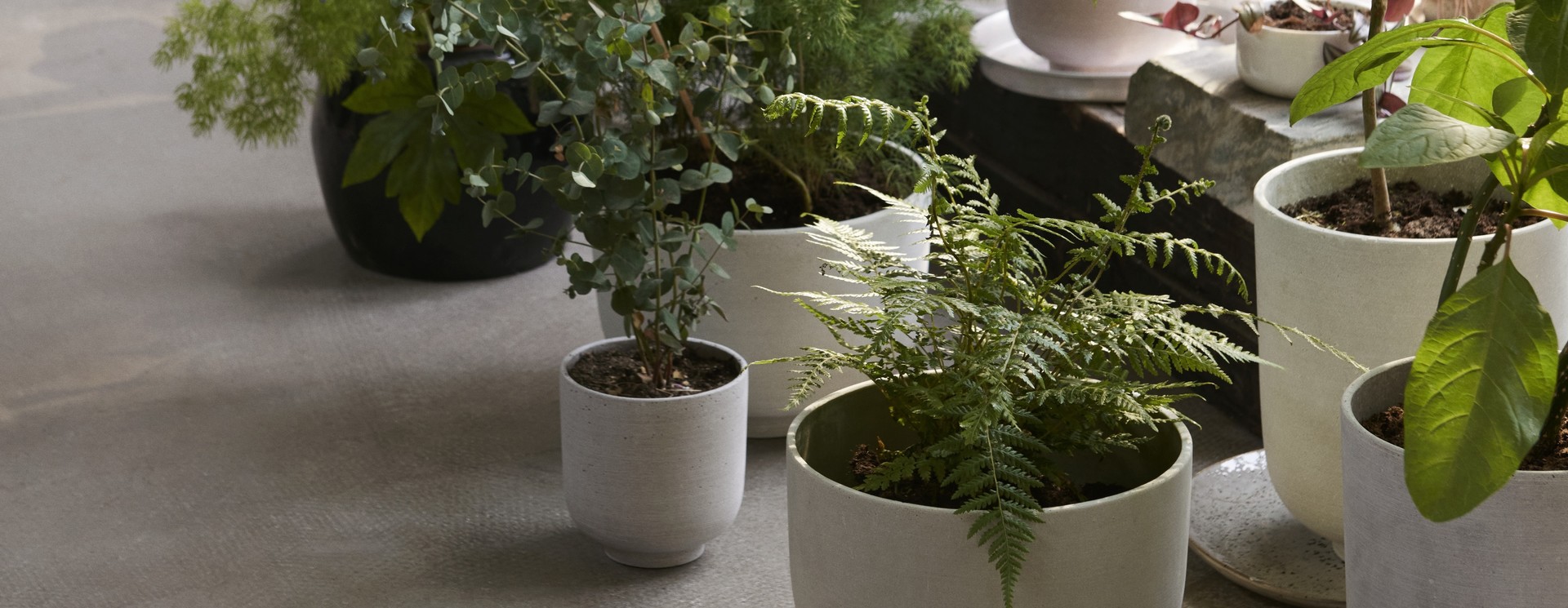 Planten