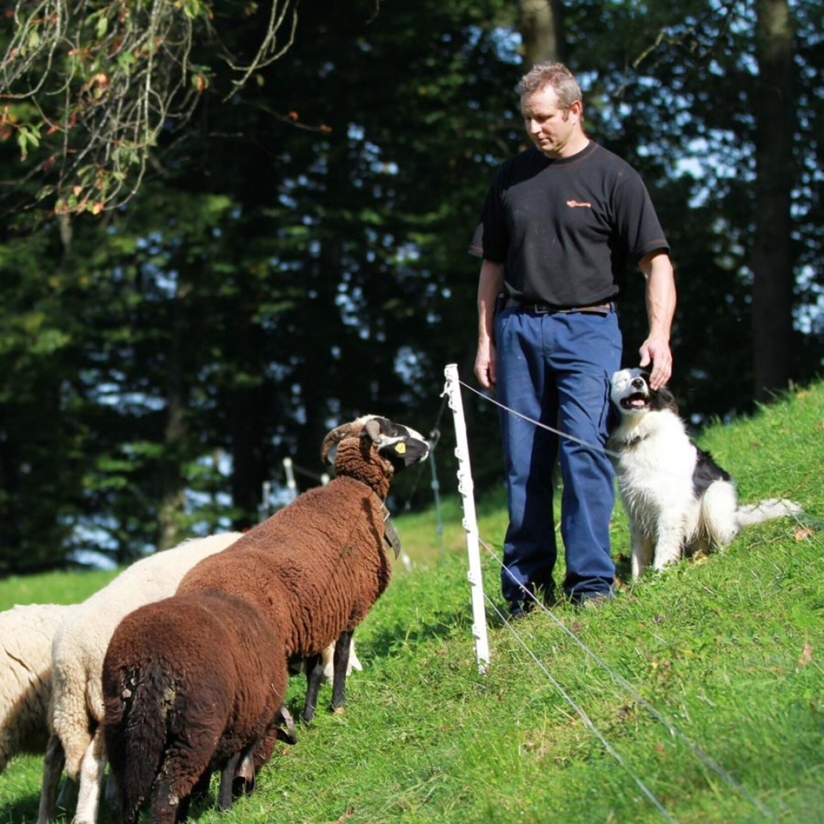 Gallagher 10x Gallagher fårestolpe/hobbystolpe af plast - 75 cm hvid