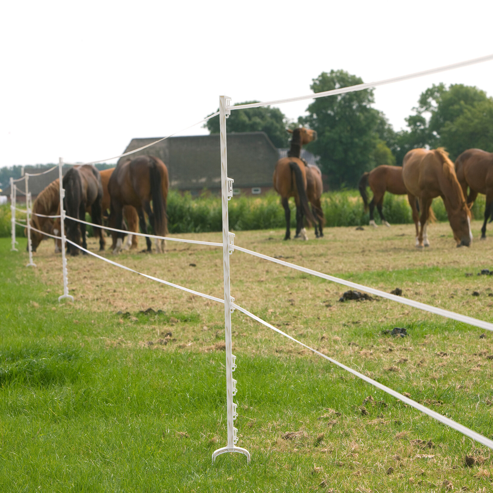 Gallagher 100 m/12,5 mm Gallagher hegnbånd PowerLine (hvid)