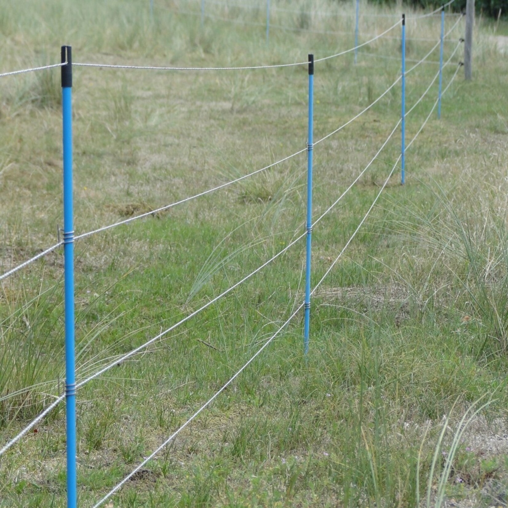 10x Gallagher plasthegnspæl - 13 mm/1,55 m blå