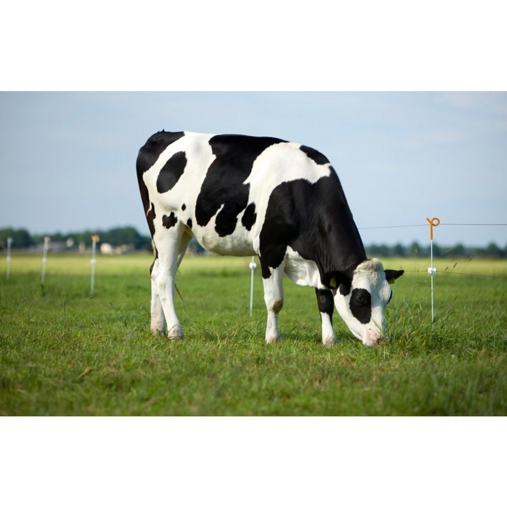 Gallagher 10x Gallagher Pigtail fjederstål-hegnspæl - 1,0 m