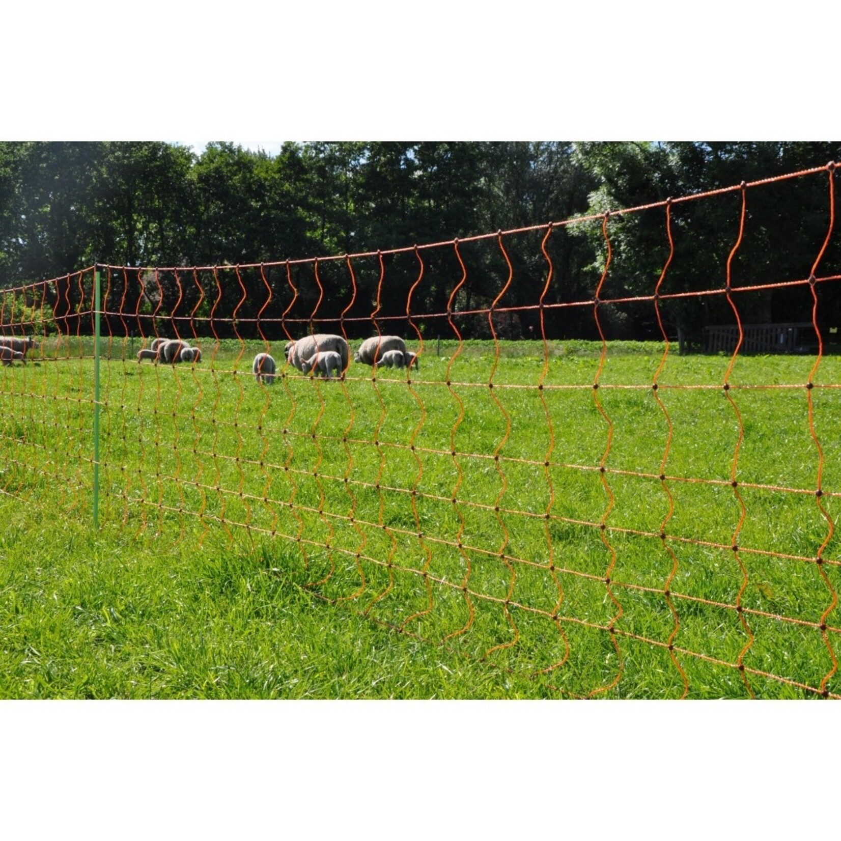 Gallagher Euronetz fårenet/fårehegn – 50 m / 90 cm dobbelt spids