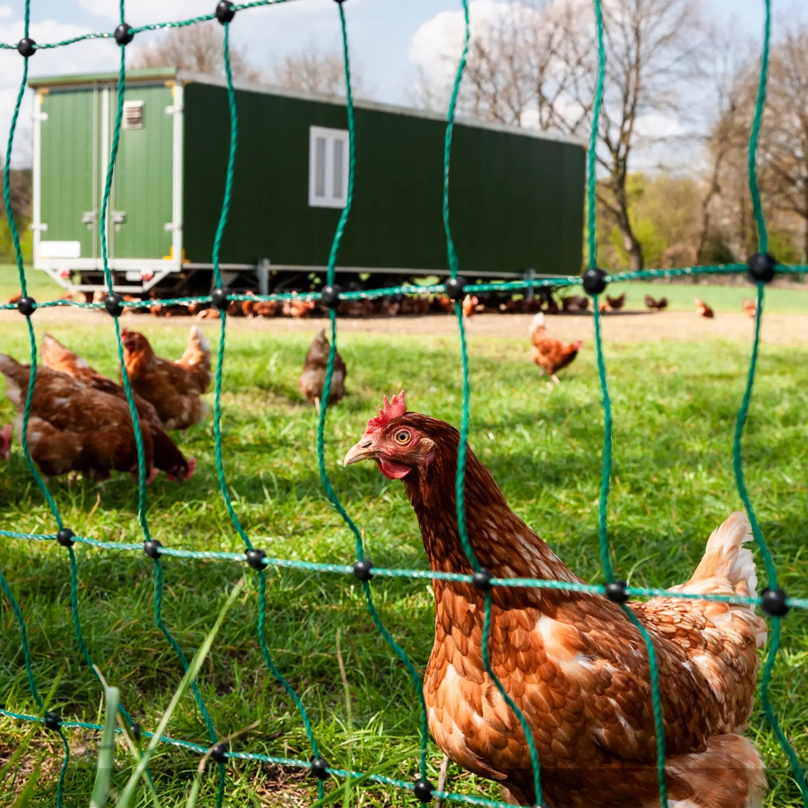 Gallagher Euronetz hønsehegn/fjerkrænettet 50 m / 112 cm enkelt spids (grøn)