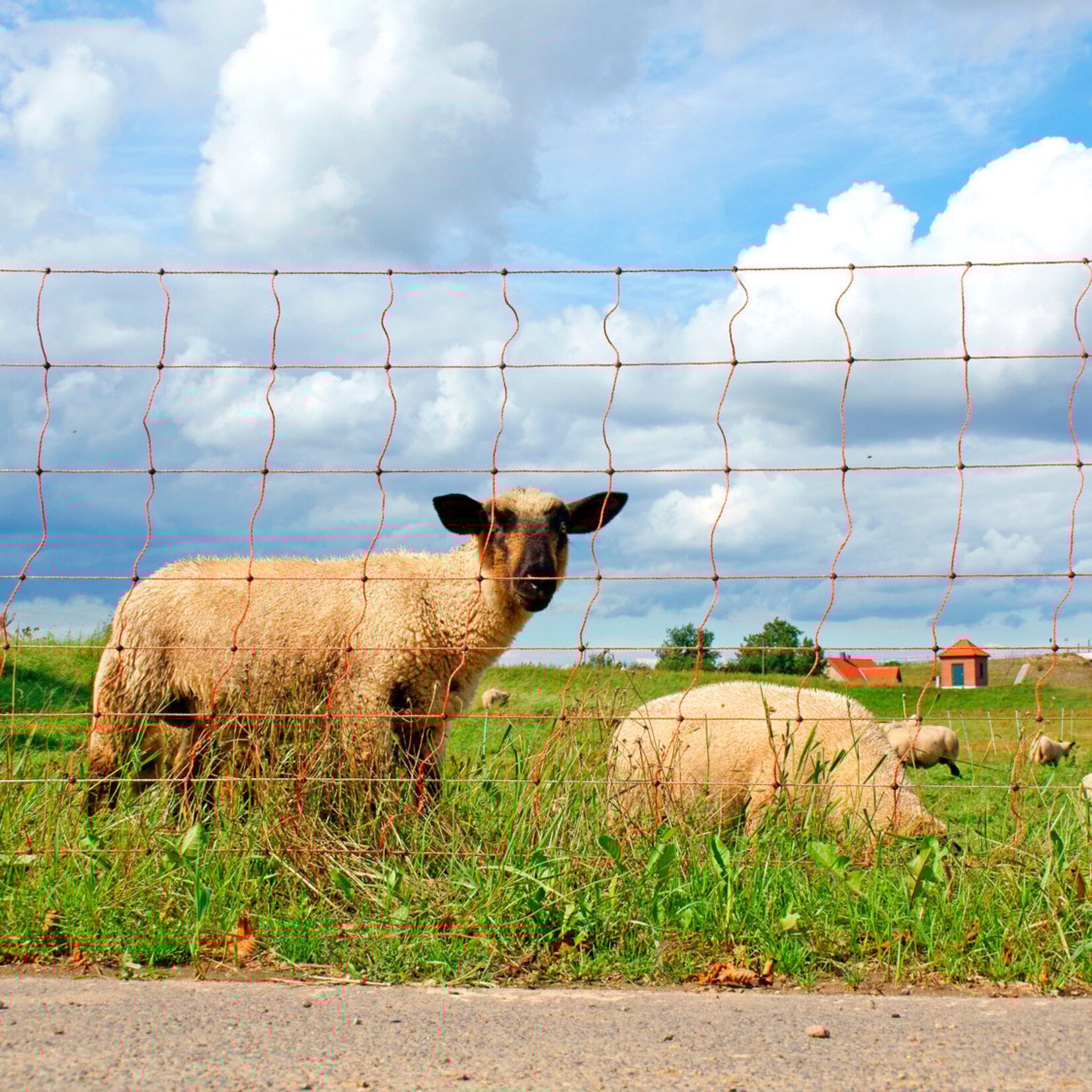 Gallagher Gallagher fårenet/fårehegn – 50 m / 90 cm dobbelt spids (gul)
