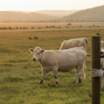 Sådan laver du en elektrisk hegnport