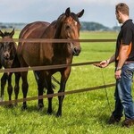 Sådan installeres og strammes elektriske hegnledere
