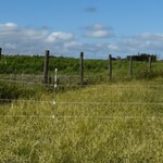 Sådan afslutter du elhegnsbånd – til hestefold