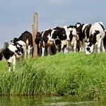 De 10 mest almindelige fejl, folk begår med elektriske hegn — og hvordan man undgår dem