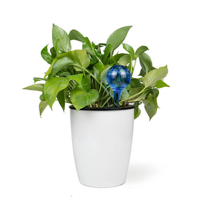 Decopatent Decopatent® 4 Stuks - Waterdruppelaar voor Planten - Watergever - Glas - Waterbollen - Watergeefsysteem - Plantenbollen - Blauw