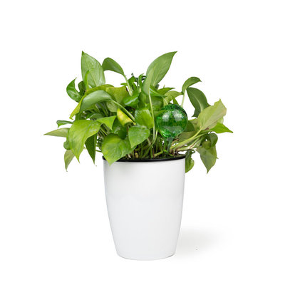 Decopatent Decopatent® 4 Stuks - Waterdruppelaar voor Planten - Watergever - Glas - Waterbollen - Watergeefsysteem - Plantenbollen - Groen