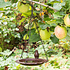Decopatent Decopatent® Vogeldrinkschaal - Vogel Waterschaal - Gietijzeren - Vogelbad buiten - Hangende Vogelbadjes aan ketting.