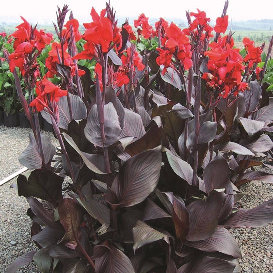 Tropische Bloemriet (Canna Rood) kopen Teeninga Palmen