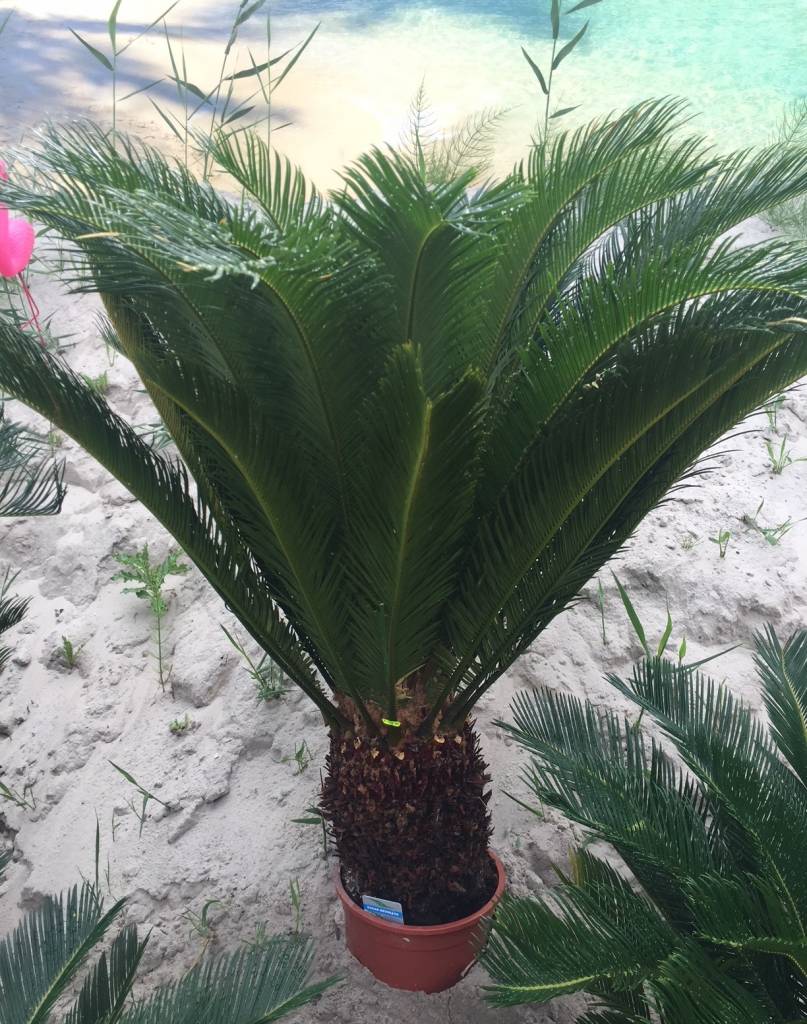Kamer Planten Cycas Revoluta Cycaspalm - Vredespalm - Valse Sagopalm CYCLAS REVOLUTA, PALMVAREN Kopen