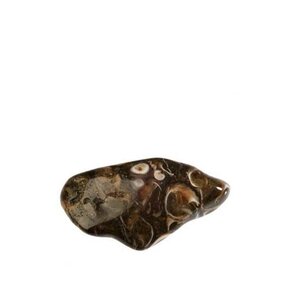 Turitella agaat Turitella agaat