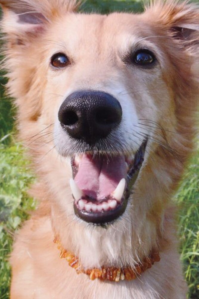 Barnsteen hondenketting middel Barnsteen hondenketting middel