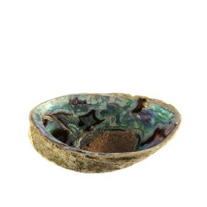 Paua Paua