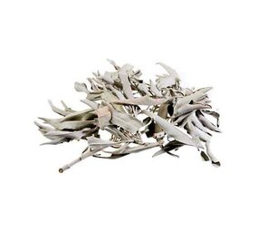 Losse witte salie (25 gram) Losse witte salie (25 gram)